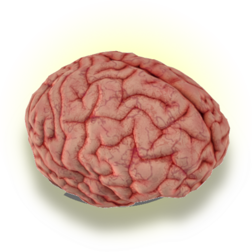 brain